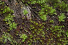 Dendroligotrichum dendroides