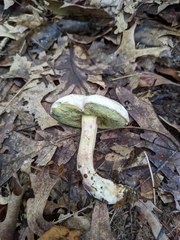 Caloboletus inedulis