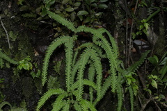 Sticherus squamulosus