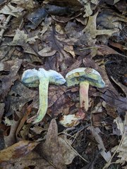 Caloboletus inedulis