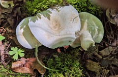 Lactifluus glaucescens