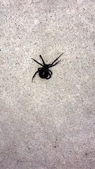 Latrodectus hesperus