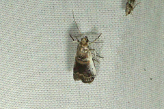 Acrobasis tumidulella