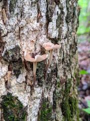 Collybiopsis dichroa