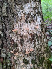 Collybiopsis dichroa