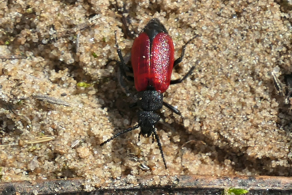 Blood-winged Blister Beetle from Cuyahoga Heights, OH, USA on March 06 ...