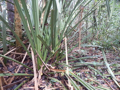Benstonea atrocarpa