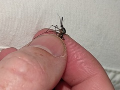 Toxorhynchites rutilus