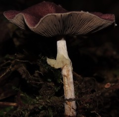 Agaricus lodgeae