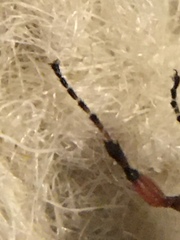 Bibio xanthopus
