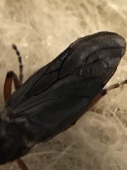 Bibio xanthopus