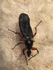 Bibio xanthopus