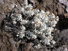 Helichrysum obconicum