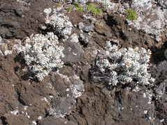 Helichrysum obconicum