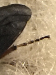 Bibio xanthopus