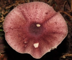 Image of Agaricus lodgeae