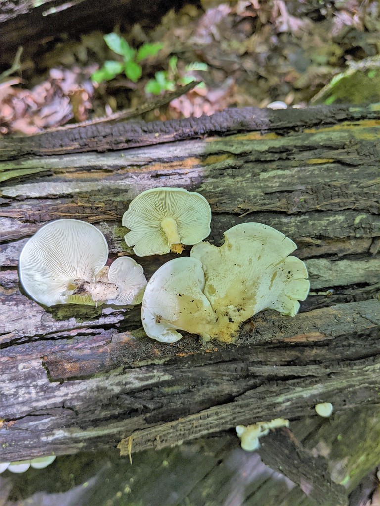 Ossicaulis sp. 'lignatilis-CA01'