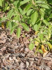 Ameivula pyrrhogularis