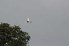 Ardea alba