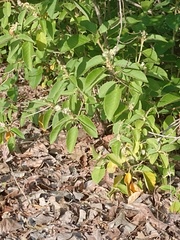 Ameivula pyrrhogularis