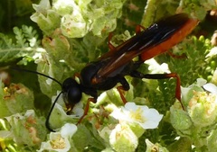 Sphex ashmeadi