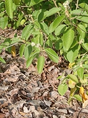 Ameivula pyrrhogularis