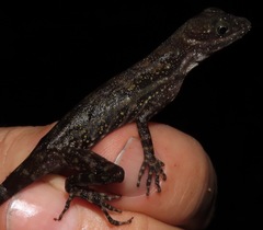 Anolis aquaticus