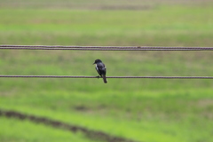 Copsychus saularis