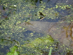 Apalone spinifera spinifera