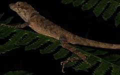 Anolis woodi