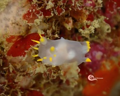 Polycera kernowensis