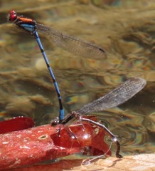 Argia cupraurea