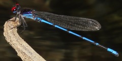 Argia cupraurea