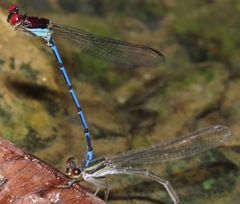 Argia cupraurea