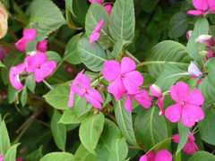 Impatiens walleriana