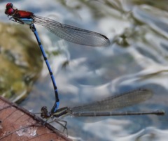 Argia cupraurea