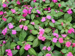 Impatiens walleriana