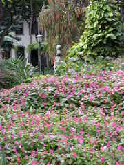 Impatiens walleriana