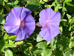 Ipomoea indica image