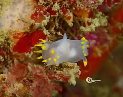 Polycera kernowensis