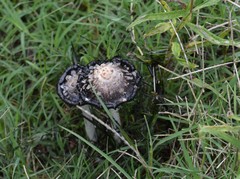Coprinus comatus