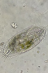 Spirotrichea