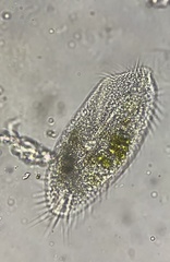 Spirotrichea