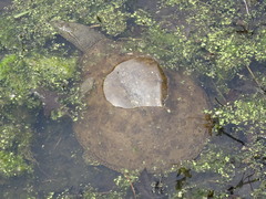 Apalone spinifera spinifera