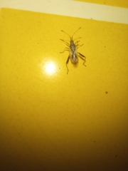 Harmostes