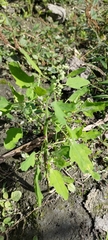 Chenopodium ficifolium