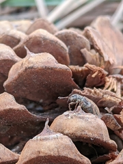 Pachyrhinus cinereus