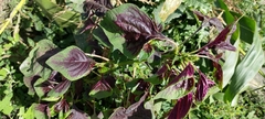 Amaranthus tricolor