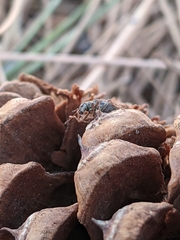 Pachyrhinus cinereus