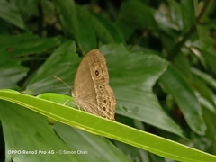 Mycalesis perseoides